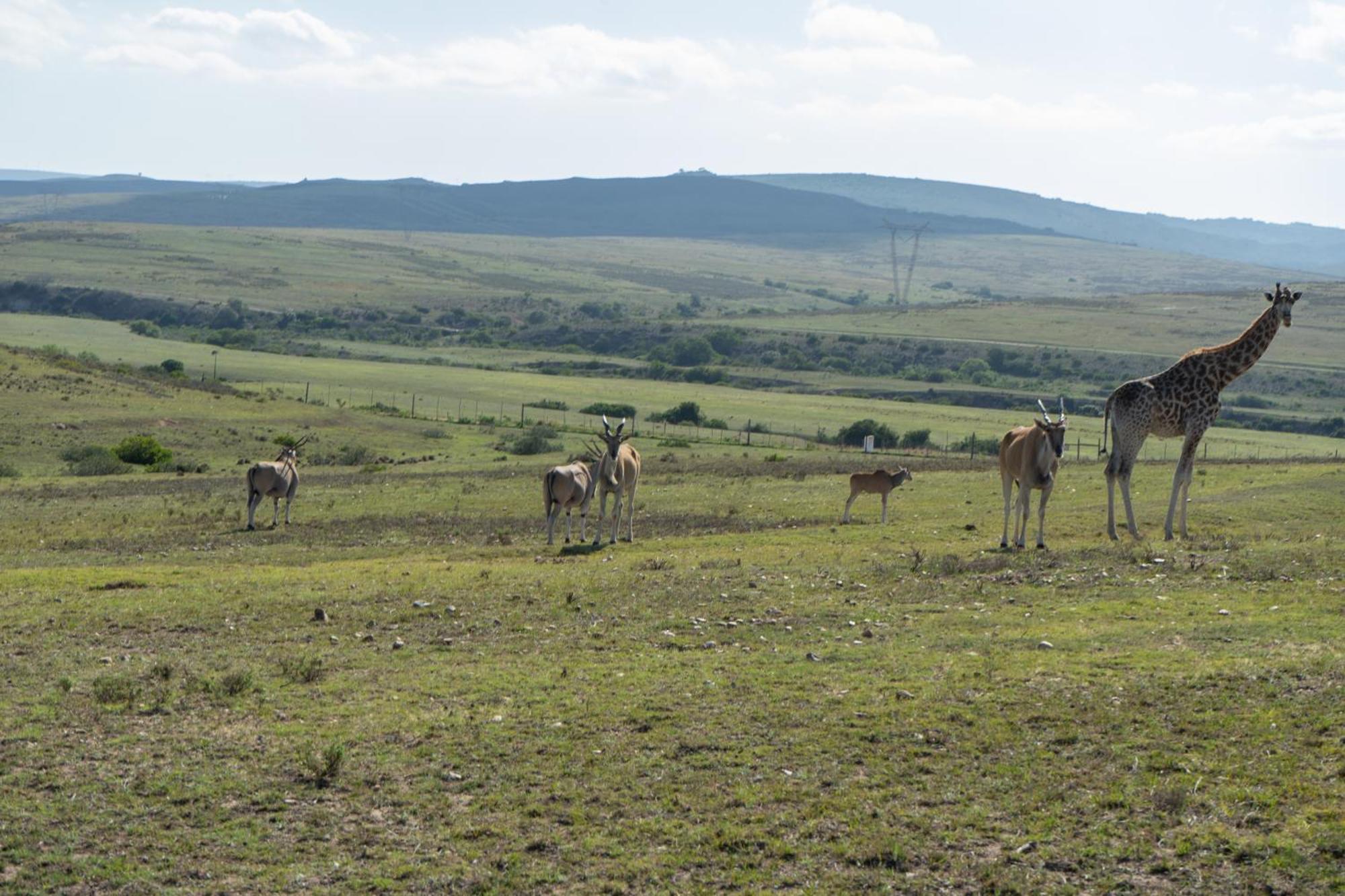 Hartenbos Private Game Lodge Exterior photo