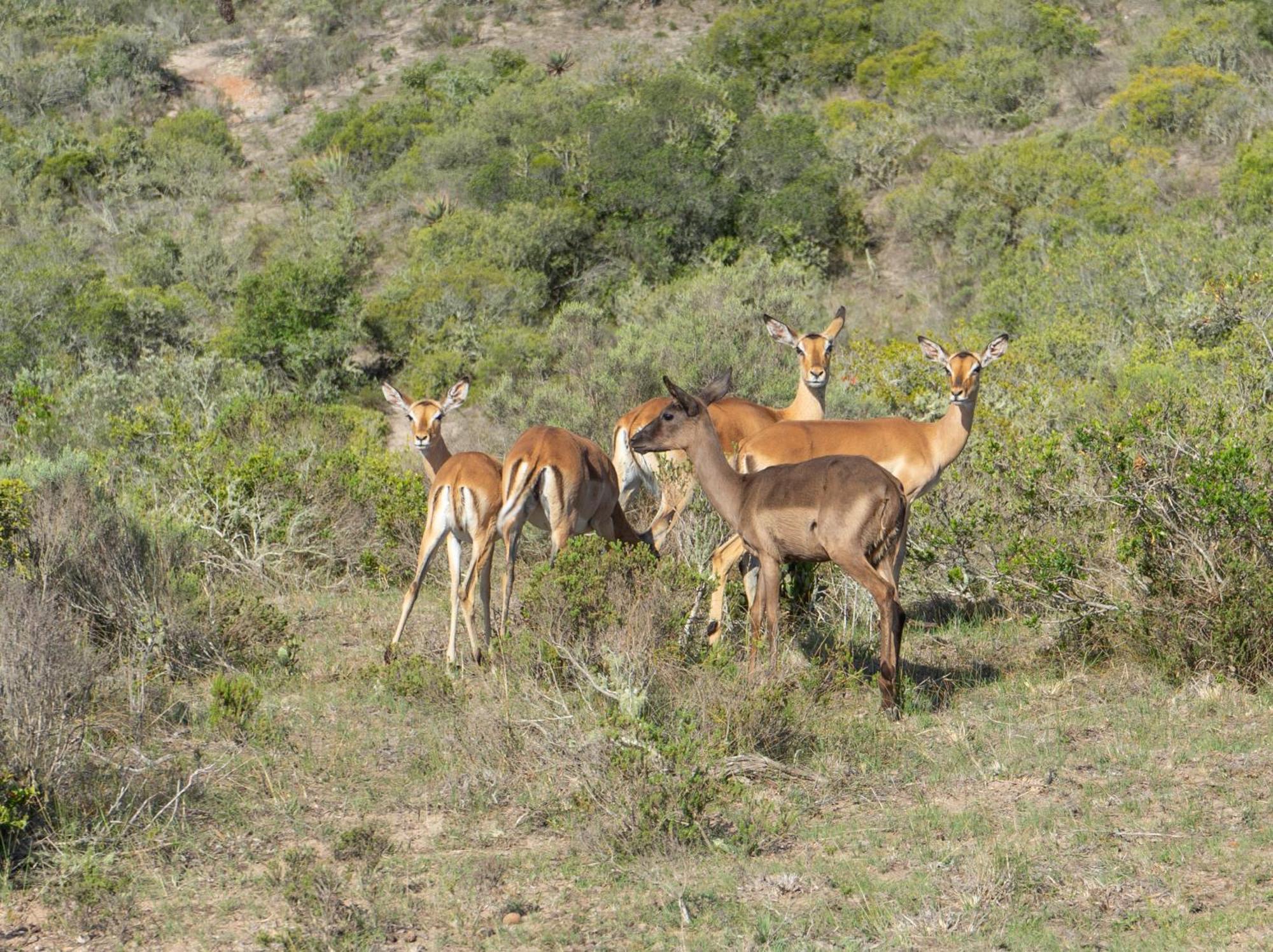 Hartenbos Private Game Lodge Exterior photo
