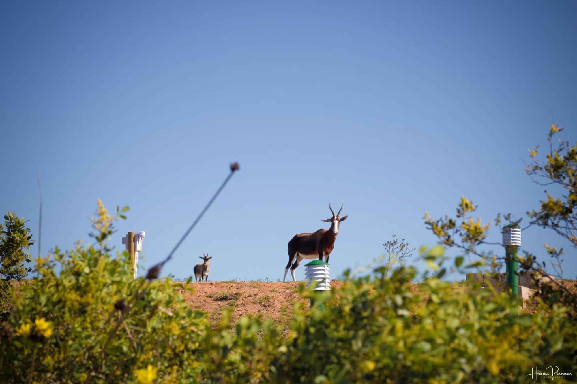 Hartenbos Private Game Lodge Exterior photo