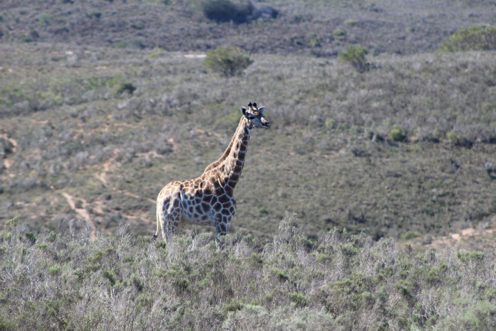 Hartenbos Private Game Lodge Exterior photo
