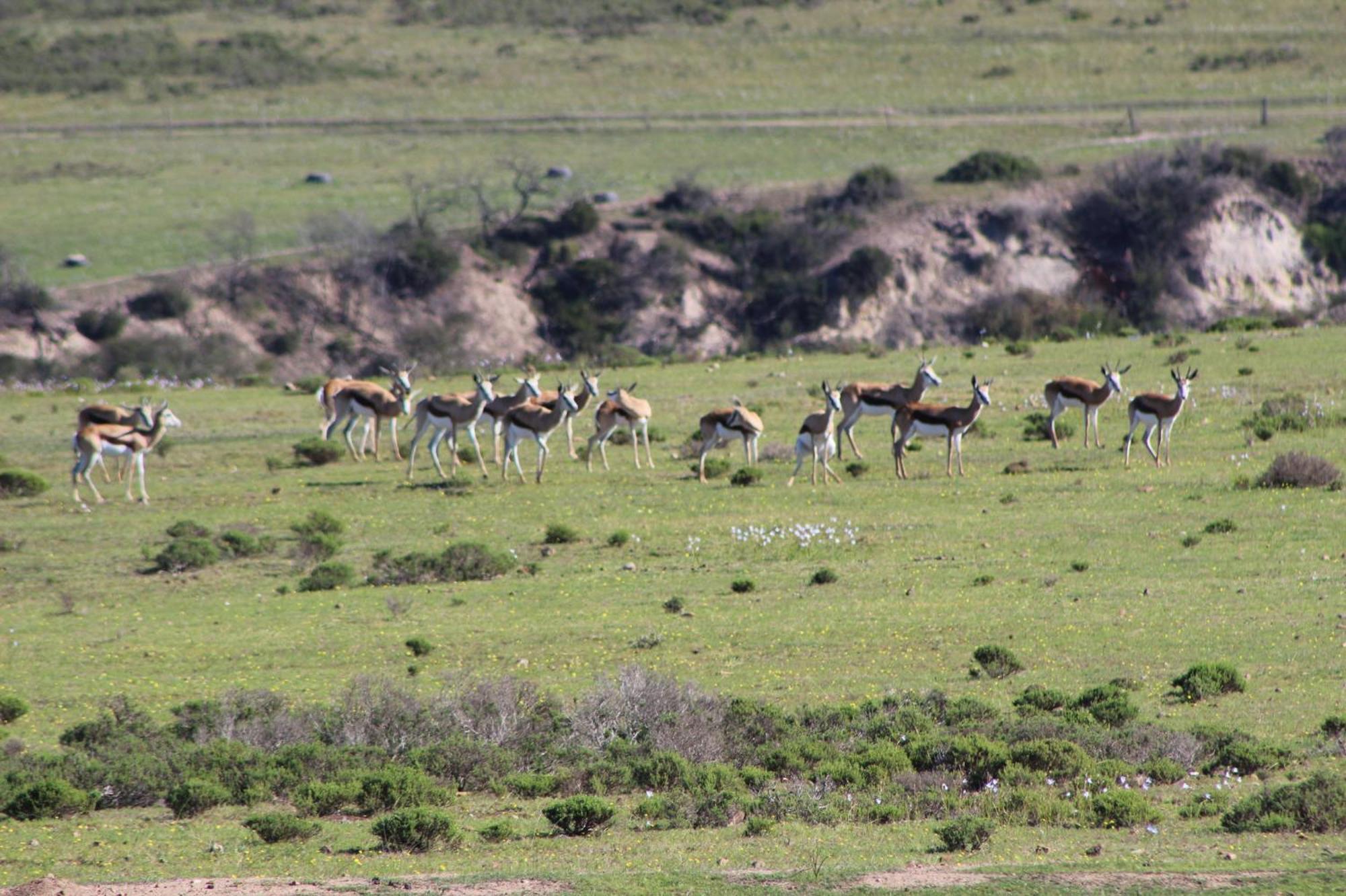 Hartenbos Private Game Lodge Exterior photo